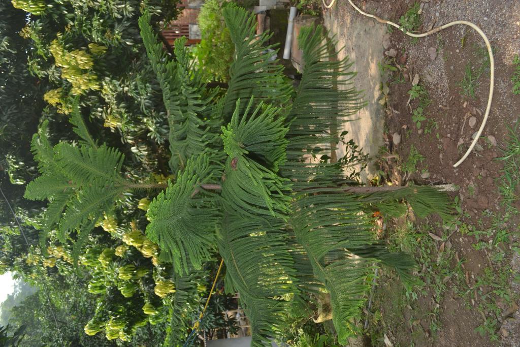 Mount Valley Mama Cottage Rishīkesh Esterno foto